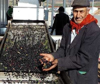 A man in a cap and scarf holding fresh black olives at an olive processing facility. - Olive Oil Times
