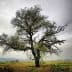 A leafless tree with sprawling branches set against a gray sky in an open field. - Olive Oil Times
