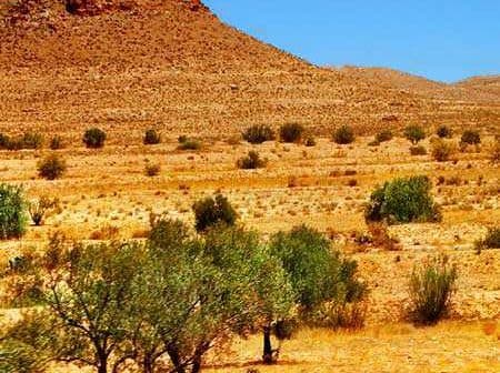 Olive trees scattered across a dry, arid landscape with a distant hill in the background. - Olive Oil Times