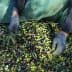 Hands wearing gloves holding a mix of green and black olives on a pile of harvested olives. - Olive Oil Times