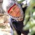 Woman wearing a headscarf and a dark jacket, smiling while harvesting olives in a field. - Olive Oil Times