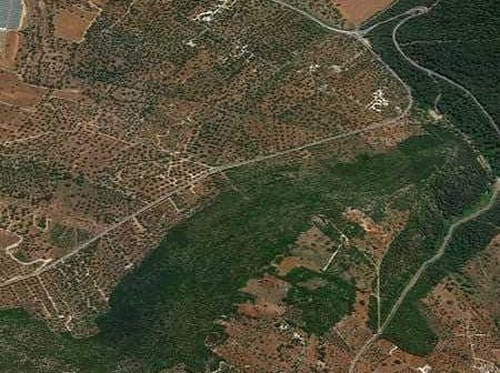 Aerial view showing an olive grove and diverse agricultural land with winding roads. - Olive Oil Times