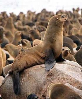A sea lion resting on a rock surrounded by a group of other sea lions on a beach. - Olive Oil Times