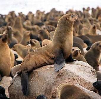 A sea lion resting on a rock surrounded by a group of other sea lions on a beach. - Olive Oil Times