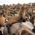 A sea lion resting on a rock surrounded by a group of other sea lions on a beach. - Olive Oil Times