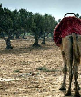 A camel standing in an olive grove with a red blanket on its back, facing away from the viewer. - Olive Oil Times