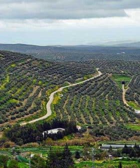 Aerial view of olive groves in Andalucia with winding paths and hills in the background. - Olive Oil Times