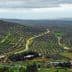 Aerial view of olive groves in Andalucia with winding paths and hills in the background. - Olive Oil Times