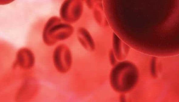 Close-up view of red blood cells in a fluid medium, showing their circular shape and color. - Olive Oil Times