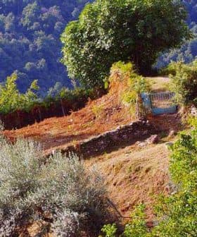 Olive trees and a small area of land with a blue gate in Corsica's countryside. - Olive Oil Times