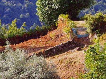 Olive trees and a small area of land with a blue gate in Corsica's countryside. - Olive Oil Times