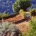 Olive trees and a small area of land with a blue gate in Corsica's countryside. - Olive Oil Times