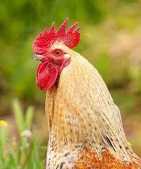 Close-up of a rooster featuring a prominent red comb and light brown feathers. - Olive Oil Times