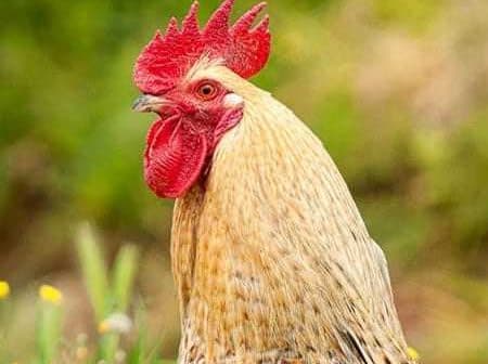 Close-up of a rooster featuring a prominent red comb and light brown feathers. - Olive Oil Times