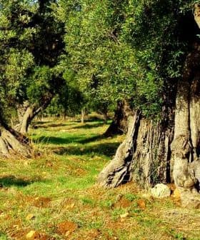 A row of olive trees with thick trunks and green foliage in a grove setting. - Olive Oil Times