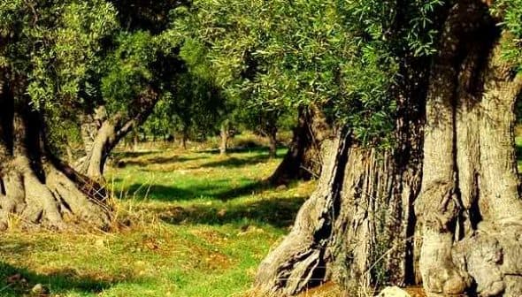 A row of olive trees with thick trunks and green foliage in a grove setting. - Olive Oil Times
