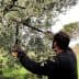Individual using pruning shears to trim branches of an olive tree in a natural setting. - Olive Oil Times