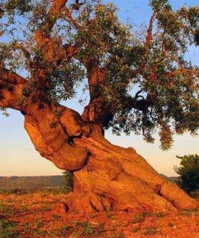 An ancient olive tree with a thick, gnarled trunk and green foliage against a clear sky. - Olive Oil Times