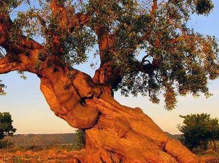 An ancient olive tree with a thick, gnarled trunk and green foliage against a clear sky. - Olive Oil Times