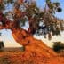 An ancient olive tree with a thick, gnarled trunk and green foliage against a clear sky. - Olive Oil Times