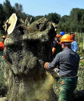 Workers using chainsaws to fell an olive tree in a field, wearing safety gear and helmets. - Olive Oil Times