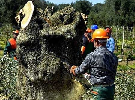 Workers using chainsaws to fell an olive tree in a field, wearing safety gear and helmets. - Olive Oil Times