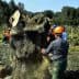 Workers using chainsaws to fell an olive tree in a field, wearing safety gear and helmets. - Olive Oil Times