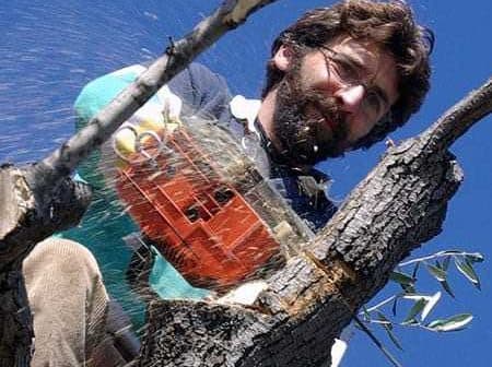 A man using a chainsaw to prune branches from a tree while positioned in the tree. - Olive Oil Times