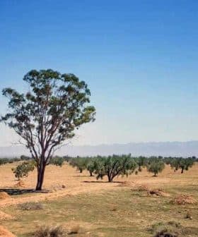 A solitary tree stands in an olive grove with a clear blue sky in the background. - Olive Oil Times