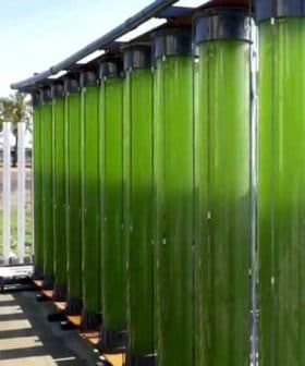 Vertical tubes containing green algae in a cultivation system for biofuel production. - Olive Oil Times