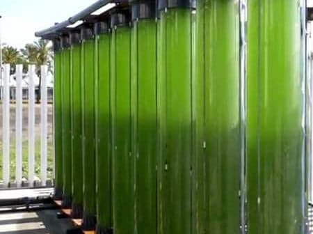 Vertical tubes containing green algae in a cultivation system for biofuel production. - Olive Oil Times