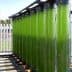 Vertical tubes containing green algae in a cultivation system for biofuel production. - Olive Oil Times