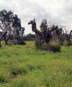 Several old olive trees with gnarled trunks in a grassy field with wildflowers. - Olive Oil Times