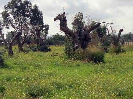 Several old olive trees with gnarled trunks in a grassy field with wildflowers. - Olive Oil Times