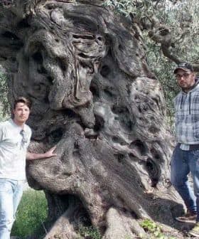 Two individuals standing beside a large, gnarled olive tree with a textured trunk. - Olive Oil Times