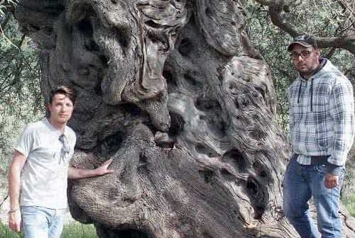 Two individuals standing beside a large, gnarled olive tree with a textured trunk. - Olive Oil Times