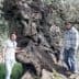 Two individuals standing beside a large, gnarled olive tree with a textured trunk. - Olive Oil Times