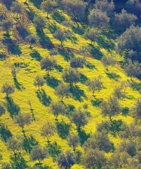 Aerial view of an olive grove with distinct shadows cast by the trees on the ground. - Olive Oil Times