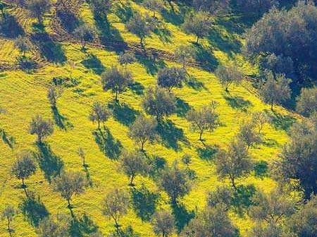Aerial view of an olive grove with distinct shadows cast by the trees on the ground. - Olive Oil Times
