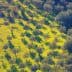 Aerial view of an olive grove with distinct shadows cast by the trees on the ground. - Olive Oil Times