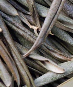 A close-up view of green olive leaves arranged in a layered manner. - Olive Oil Times
