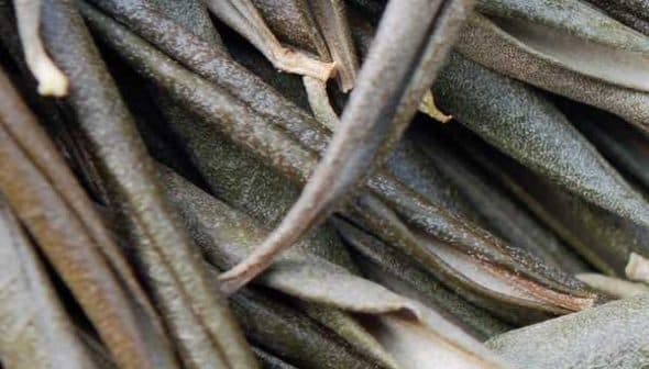 A close-up view of green olive leaves arranged in a layered manner. - Olive Oil Times