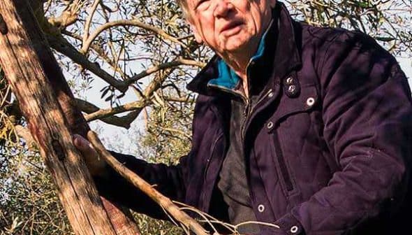 Man in a dark jacket climbing an olive tree while holding onto a branch. - Olive Oil Times