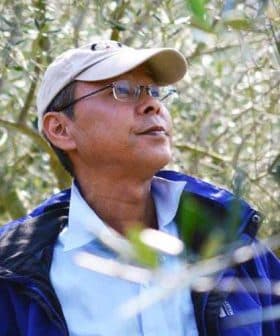 Man wearing a cap and glasses, looking up in an olive grove with olive trees in the background. - Olive Oil Times