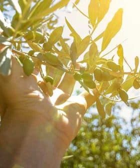 A hand reaching towards an olive branch with green olives under sunlight. - Olive Oil Times
