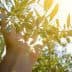 A hand reaching towards an olive branch with green olives under sunlight. - Olive Oil Times