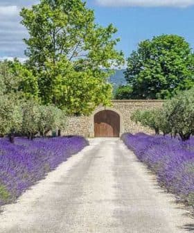 A gravel pathway lined with lavender plants and olive trees leading to a stone wall with a wooden gate. - Olive Oil Times