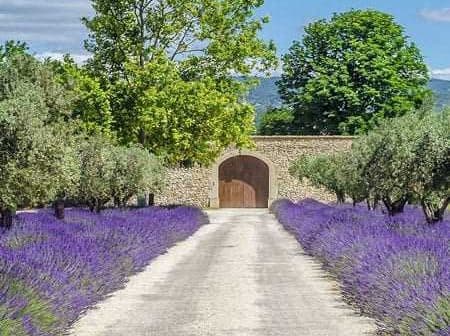 A gravel pathway lined with lavender plants and olive trees leading to a stone wall with a wooden gate. - Olive Oil Times