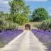 A gravel pathway lined with lavender plants and olive trees leading to a stone wall with a wooden gate. - Olive Oil Times