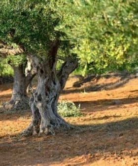 Several olive trees with thick trunks and green foliage in a grove setting. - Olive Oil Times
